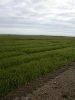 Barley in Iceland same sowing time as L. angustifolius (1).JPG