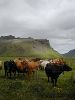 Cows at Thorvaldseyri 3.JPG