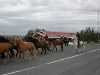 Icelandic horses and riders.JPG